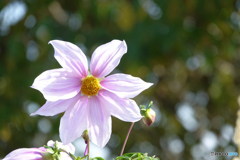 津久井湖城山公園1