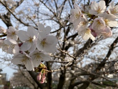 5分咲き