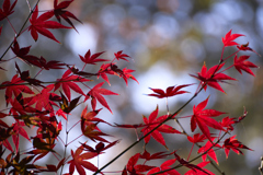 高幡不動〜紅葉狩り