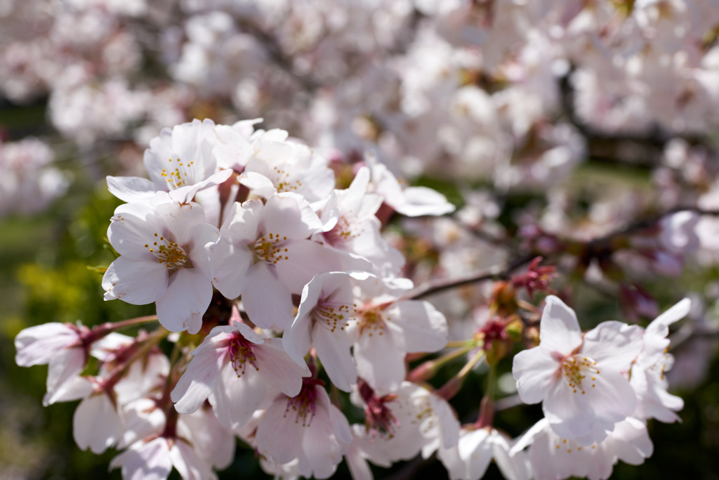 桜