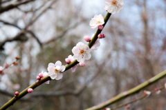 花4