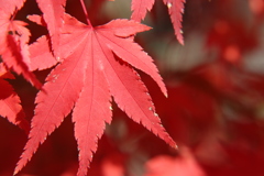 紅葉、火照り