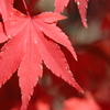 紅葉、火照り