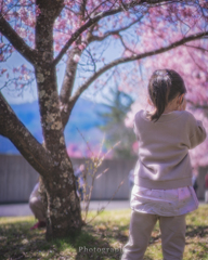 桜の木でかくれんぼ