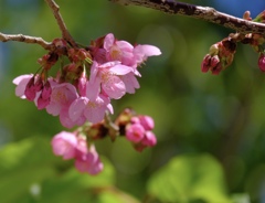 みなとみらいの桜