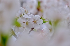 春爛漫　久良岐公園