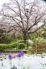 桜吹雪？？