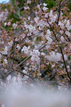 久良岐公園　ソメイヨシノ