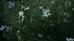 Z62_4945