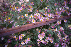 NZF_1118
