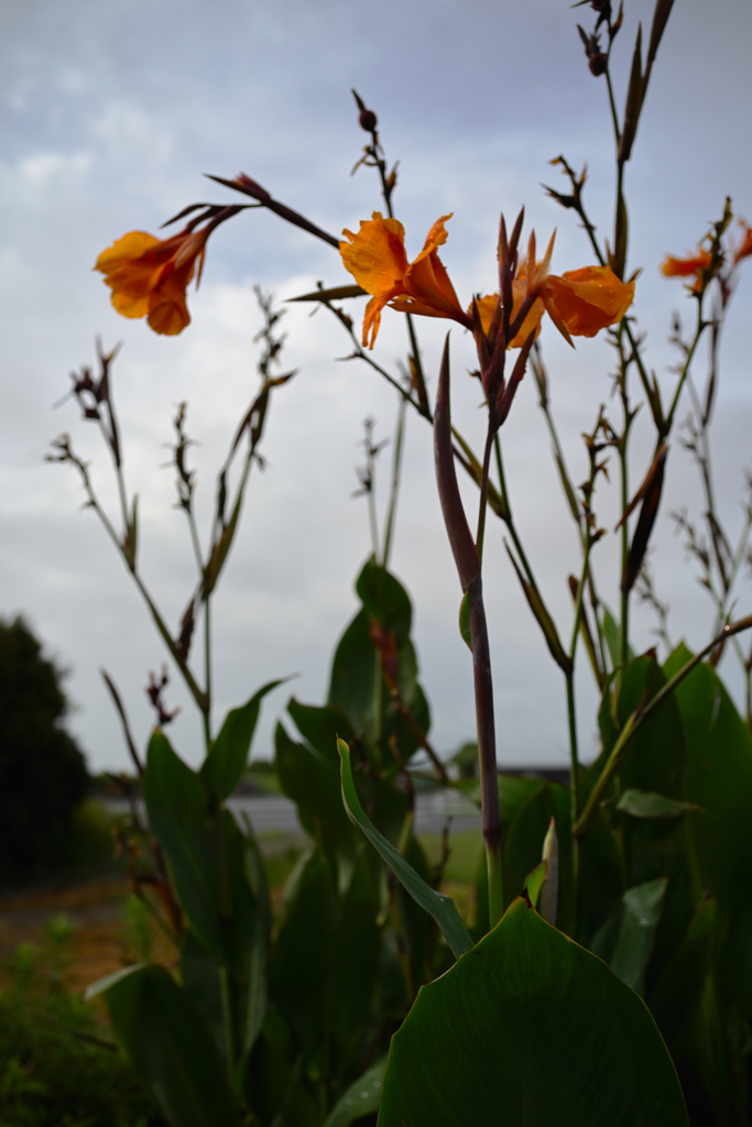 NZF_8483