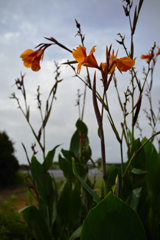 NZF_8483