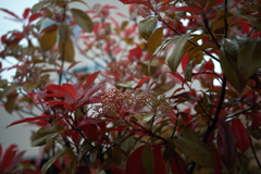 NZF_5594