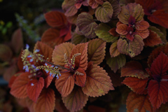 NZF_0431