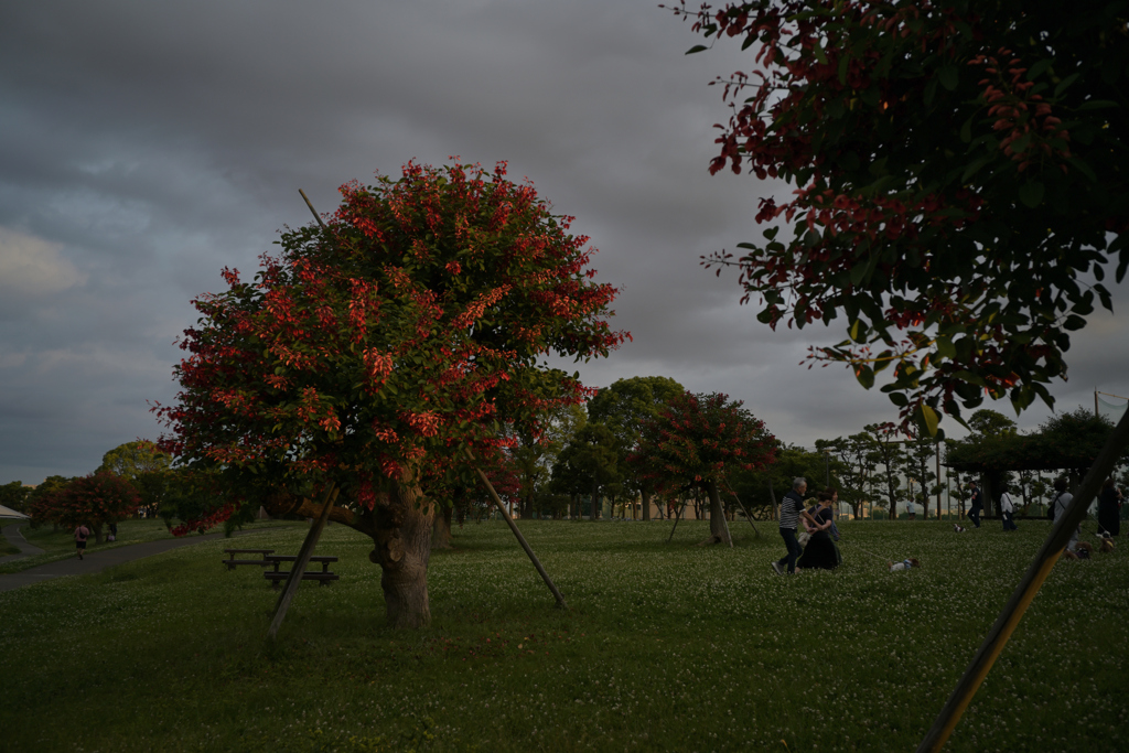 NZF_7461