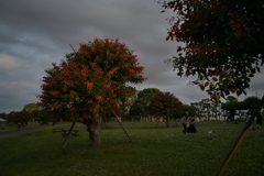 NZF_7461