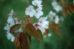 NZF_5803