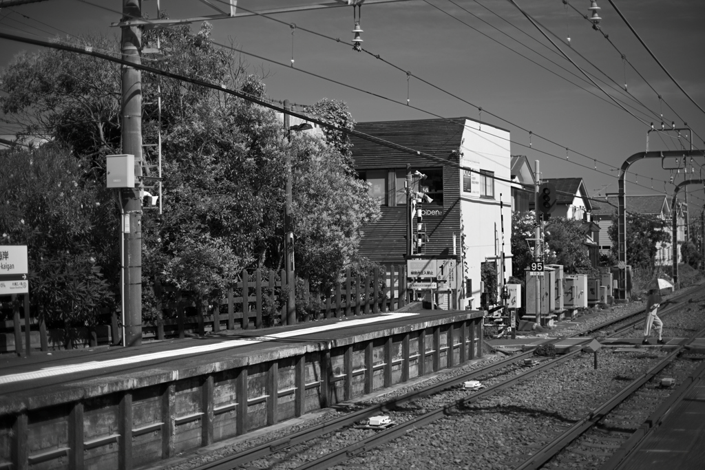 NZF_7539