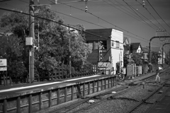 NZF_7539