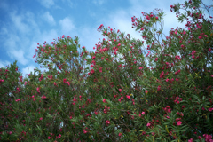 ANZ_9245