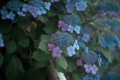 ANZ_8781