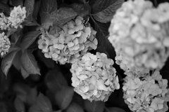 Z6Z_0038