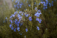 NZF_5617