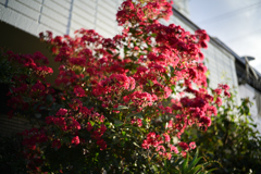 NZF_8665