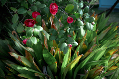 NZF_5809