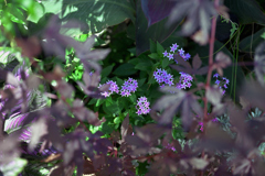 NZF_0011