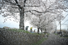 NZF_5403