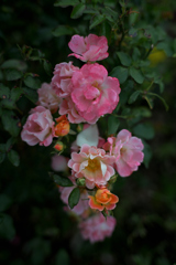 NZF_0418