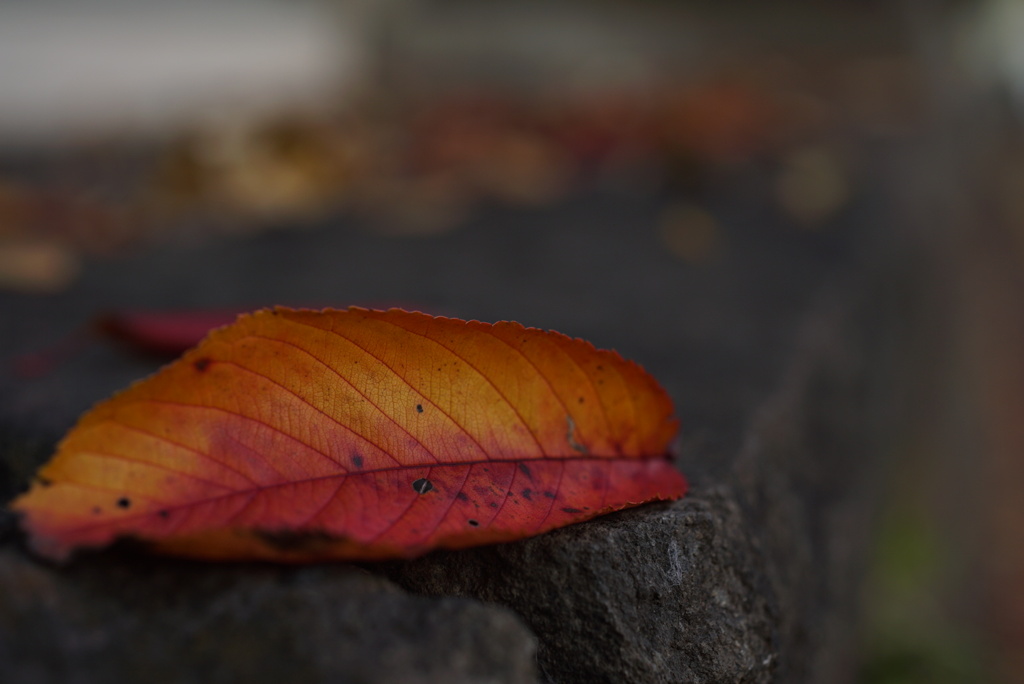 onset of winter