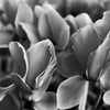 red flowers in gray