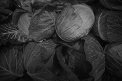 cabbages in gray