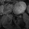 cabbages in gray