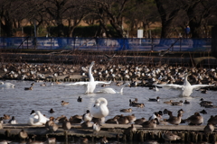 白鳥の湖　踊っちゃいました＾＾