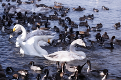 瓢湖の白鳥たち