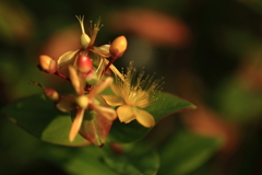 花と実