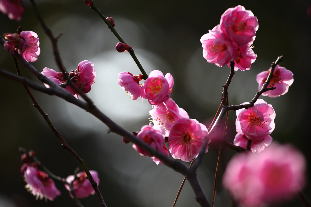 白山様の梅の花