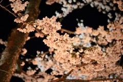 夜桜