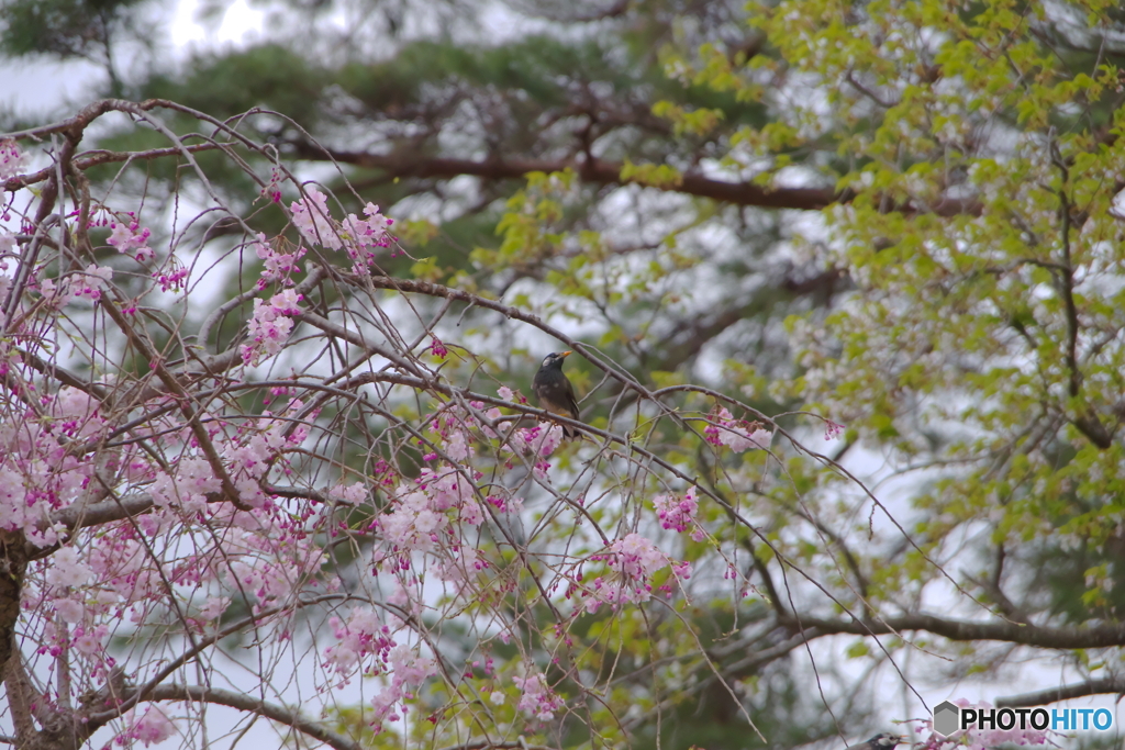 桜の木で見上げる鳥