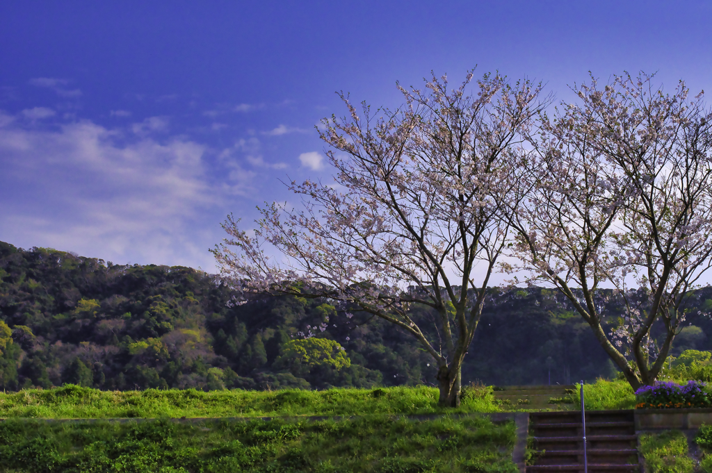 南房総の桜6