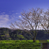 南房総の桜6