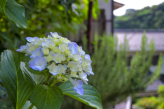 町中に咲く紫陽花