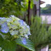 町中に咲く紫陽花
