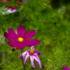 花1