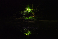 夜に浮かぶ木