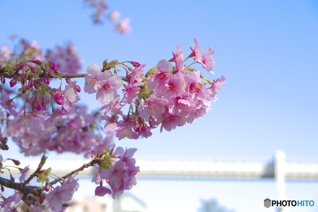 河津桜_千葉公園2
