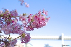 河津桜_千葉公園2